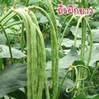 เมล็ดถั่วฝักยาว 5 กรัม เมล็ดผักเมล็ดผักสวนครัว เมล็ดผัก