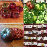 เมล็ด มะเขือเทศ แบล็คคิม (Black Krim Tomato Seed) บรรจุ 5 เมล็ด คุณภาพดี ของแท้ 100%