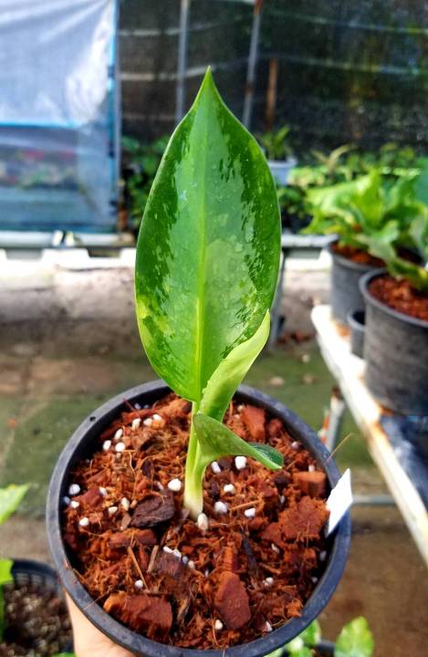 อโกลนีมาสุวรรณภูมิด่าง-อโกลนีมา-aglaonema-อโกลนีมาด่าง-aglaonema-sp-suwannaphum