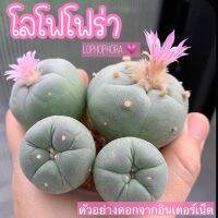 ??โลโฟโฟร่าแคคตัส ? LOPHOPHORA ต้นขนาด1-2 cm กลมๆน่ารักวัยกำลังโต ผิวนุ่มนิ่มไม่มีหนา ดีต่อใจ ??