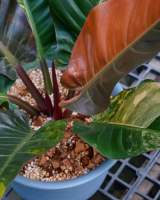 Philodendron imperial red ไม้เนื้อเยื่ออนุบาลพร้อมส่ง พร้อมลุ้นด่างสีสันลวดลาย