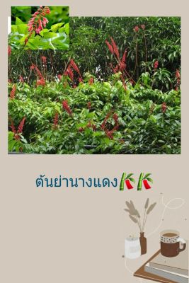 สุมนไพร🌱🌱ต้นกล้าย่านางแดง สรรพคุณมากมาย ควรปลูกติดบ้านไว้