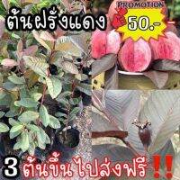 ต้นฝรั่งแดง