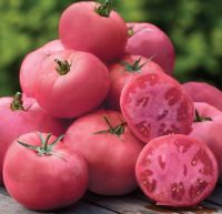 เมล็ดพันธุ์มะเขือเทศเนื้อ บิ๊ก พิงค์ (Big Pink Tomato Seed) บรรจุ 15 เมล็ด ของแท้ คุณภาพดี ราคาถูก นำเข้าจากต่างประเทศ