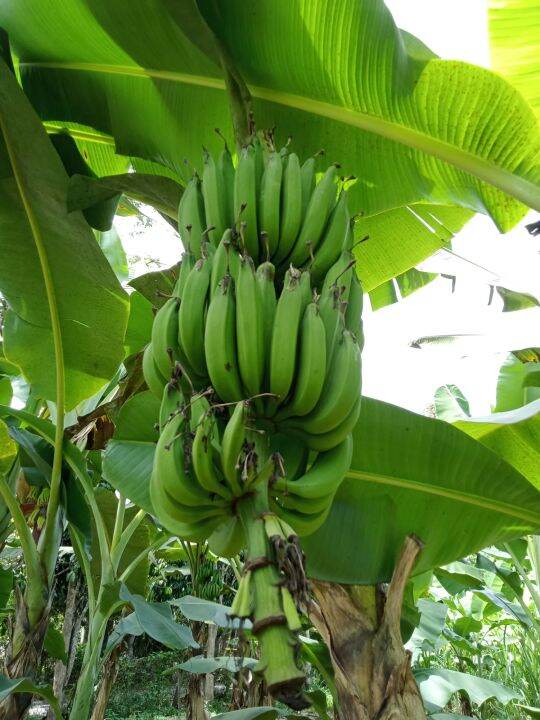 Anak Benih Pokok Pisang | Lazada