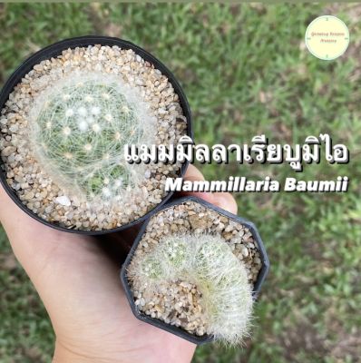[ MAMM10 ] แมมมิลลาเรีย บูมิไอ (Mammillaria Baumii) แมม แมมบูมิไอ แคคตัส กระบองเพชร ต้นไม้