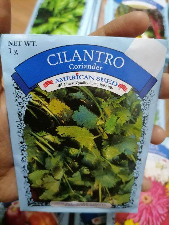 CILANTRO CORIANDER VEGETABLE SEEDS Lazada PH