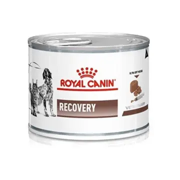 Shop Recovery Royal Canin For Kitten with great discounts and