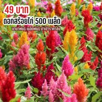 เมล็ดพันธุ์ ดอกสร้อยไก่ 500 เมล็ด