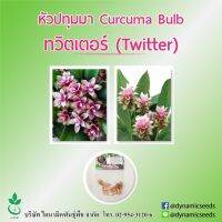 หัวปทุมมา พันธุ์ ทวิตเตอร์ 5 หัว (Curcuma bulbs : Twister 5 bulbs)