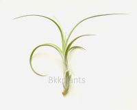 Tillandsia intermedia ทิลแลนเซีย