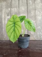 ต้นอโลคาเซีย เราก่อน สเกล (Alocasia Dragon Scale) ไม้ฟอกอากาศ