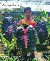 รีเดมชั่น Colocasia Redemtion โคโลคาเซียรีเดมชั่นแท้100%