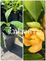 ต้นจําปาทอง##ซื้อ5ต้นแถมฟรี?1ต้น/กลิ่นหอมมากดอกสีเหลืองทอง#5ต้นแถมฟรี?1ต้น