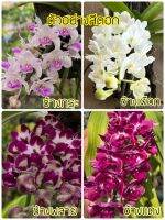 กล้วยไม้ช้าง ชุดไม้นิ้วรวม4สีในกระถาง1นิ้ว ส่ง4กระถางต่อคำสั่งซื้อ