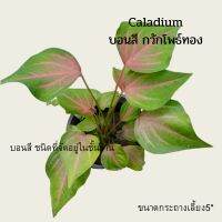 ว่านกวักโพธิ์ทอง ชื่อวิทยาศาสตร์: Caladium schomburgkii Schott "จัดส่งทั้งกระถาง"ขนาดกระถางเลี้ยง5"