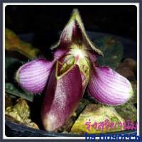 รองเท้านารีรุ่งสุริยากล้วยไม้ paphiopedilum rungsurianum