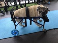 วีลแชร์สุนัข พิการขาหลัง  ขนาดไซส์ MS. สัตว์เลี้ยง รถเข็น wheelchair dog **ติดต่อร้านค้าก่อนสั่งซื้อ**โดยสัตวแพทย์