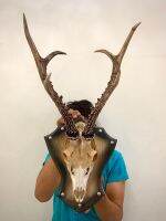 สินค้าดีจาก Siberian Roedeer หัวกวางโรไซบีเรีย สมบูรณ์100% สุดยอดกวางเศรษฐกิจ