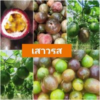 เสาวรส กะทกรกฝรั่ง กะทกรกสีดา กะทกรกยักษ์ Passionfruit