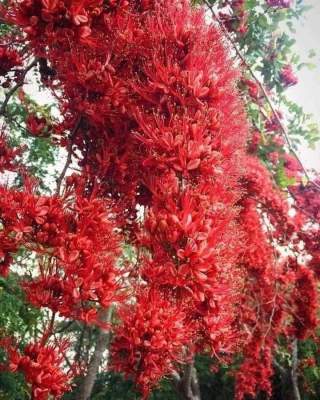 ประดู่แดง 1 ต้นสูงประมาณ 30 ซม.ไม้ดอกพันธุ์ไม้หายากใกล้สูญพันธุ์ของมันต้องมีสะสมโปรโมชั่นราคาถูกที่สุด