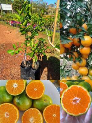 ส้มเขียวหวานสายน้ำผึ้งพันธุ์เตี้ย (เสียบยอด) 1ปีติดผล ปลูกในกะถางได้ ขนาดต้น60-70 ซม