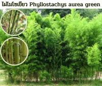 ไผ่โมโซเขียว Phyllostachys aurea green ไผ่ประดับ ไผ่สวยงาม