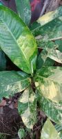 เศรษฐีวิลสันด่าง Dieffenbachia variegated. สูง1เมตรไม้ฟร์มสวย ส่งแบบห่อตุ้ม