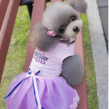 áo gấu váy gấu cho chó poodle / mèo / thú cưng - YouTube