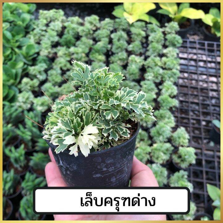 🍀เล็บครุฑพันธ์ใบด่างกระถาง 3นิ้ว ต้นไม้ในร่ม ต้นไม้มงคล ต้นไม้ฟอกอากาศ ต้นไม้ ต้นไม้เล็ก ต้นไม้จิ๋ว | Lazada.co.th 🍀เล็บครุฑพันธ์ใบด่างกระถาง 3นิ้ว ต้นไม้ในร่ม ต้นไม้มงคล ต้นไม้ฟอกอากาศ ต้นไม้ ต้นไม้เล็ก ต้นไม้จิ๋ว | Lazada.Co.Th
