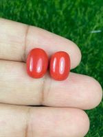 8.13cts สีแดงคอรัล คู่ 12x8.5x5.5mm 8.13cts red coral pair 12x8.5x5.5mm