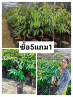 ต้นทุเรียนหมอนทอง กิ่งกระโดง สูง100ซม. โปรซื้อ5แถม1ต้น