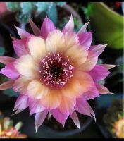 กระบองเพชร cactus หน่อเด็ดสด Echinopsis (Wintera) อิชินอปซิส กระบอง ขนาดหน่อ 2.5 - 3 ซม. เหมาะแก่การกราฟขึ้นตอสามเหลี่ยม หรือ ล่อราก