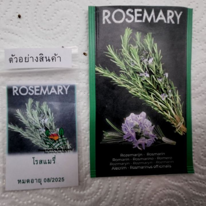 โรสแมรี่-เมล็ดพันธุ์โรสแมรี่-rosemary-seeds-holland-นำเข้าจากฮอลแลนด์-บรรจุ-25-30-เมล็ด