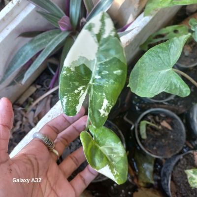 รักไม่ถอดใจ 💥ไม้หน่อกระถาง 4 นิ้ว 💥 ต้นบอนกระดาด (ด่างยัก) หรือ Alocasia Macrorrhizos Variegated เป็นไม้ตระกูลบอน และจัดเป็นพืชล้มลุกที่มีความสูง โดยการประมาณการความสูงเฉลี่ยอาจถึง 2.5 เมตร ขึ้นอยู่กับสายพันธุ์ ขยายพันธุ์ด้วยเหง้า หรือหัวที่อยู่ใต้ดิน