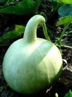 เมล็ดนำ้เต้ากลมลูกใหญ่(big round gourd seeds)เป็นพันธุ์พื้นบ้าน(พันธุ์แท้ สามารถเก็บเมล็ดทำพันธุ์ต่อได้)