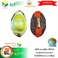 [ฟรีค่าจัดส่ง] เบี้ยจั่น หลวงปู่ศิลา รุ่น อดิเรกลาภปราบมาร หลวงปู่พระมหาศิลา สิริจันโท แห่งสวนสงฆ์แกแปะ วัดโพธิ์ศรีสะอาด