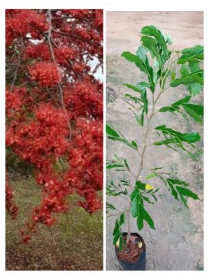 ต้นประดู่แดง ดอกสีแดงสด กลิ่นหอม สูง60-70ซ.ม