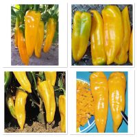 เมล็ดพันธุ์ พริกหวาน เขากระทิงสีเหลือง (Yellow Bulls Horn Pepper) บรรจุ 20 เมล็ด