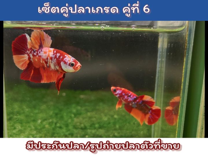 ปลากัดเซ็ตคู่เกรด-a-พ่อพันธ์แม่พันธ์ตัวโต-แข็งแรง-พร้อมรัด-ขนาด1-5-นิ้ว-ถ่ายจากปลาที่ขายดูปลาชัดๆในคลิป-เลือกคู่ปลาในรายการสินค้า