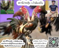 ไข่ไก่พม่ารำวงแข้งหน้าจัดๆ เก็บตามาแล้วหลายตัว