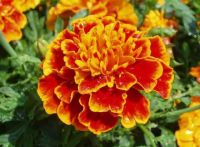 เมล็ดพันธุ์ ดาวเรืองฝรั่งเศส ชิคาโก้ไฟร์ (French Marigold Chicago Fire Seed) บรรจุ 20 เมล็ด มีลักษณะที่โดดเด่นด้วย ดอกสีเหลืองแต้มแดง