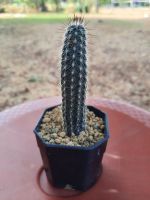 ดินสอดำแคคตัส Setiechinopsis Mirabilis กระบองเพชร แคคตัส ขนาด 5 cm