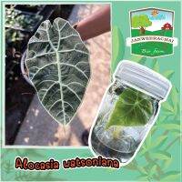 ?Alocasia watsoniana ?อโลคาเซียวอทเซียน่า?ไม้เนื้อเยื่อพร้อมอนุบาล❤️ราคาถูกโดน❤️พร้อมคู่มืออนุบาล?