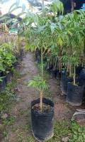 ต้นมะกอกฝรั่ง ขนาดต้นสูง 40-70 ซม ปลูกง่ายติดผลทั้งปี