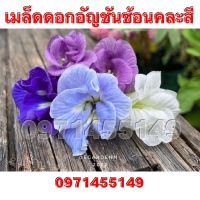 เมล็ดดอกอัญชันซ้อนคละสี