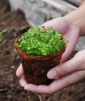 เมล็ดพันธ์ุ ไมโครกรีน ต้นอ่อน กะเพรา Holy Basil Microgreen บรรจุ 1000 เมล็ด