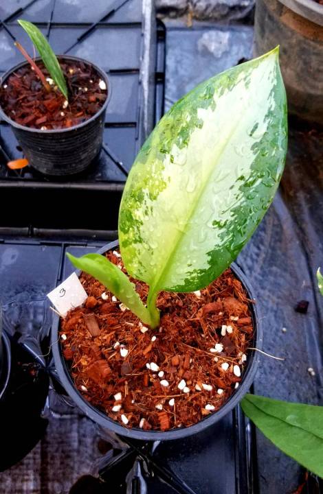 อโกลนีมาสุวรรณภูมิด่าง-อโกลนีมา-aglaonema-อโกลนีมาด่าง-aglaonema-sp-suwannaphum