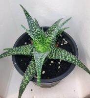 อโลไฮบริด  Aloe Hybrid