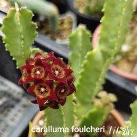 เก๋งจีน caralluma foulcheri คารัลลูม่า เฟาเชอรี